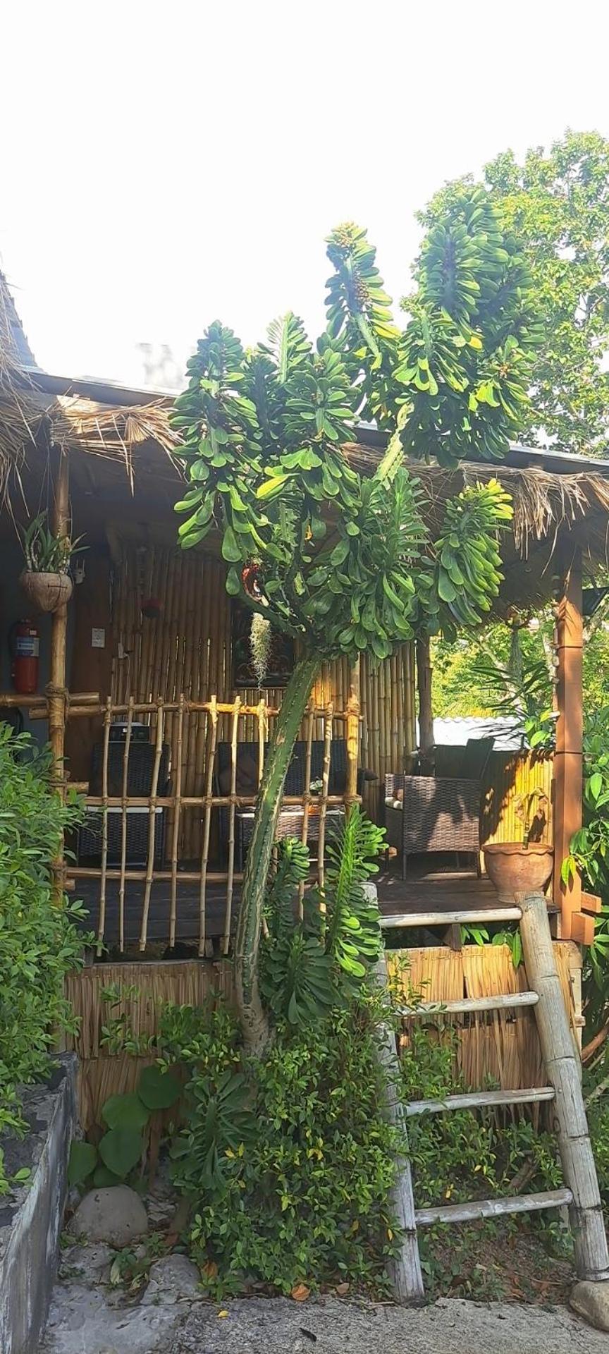 Siam Flora Resort เกาะลันตา ห้อง รูปภาพ