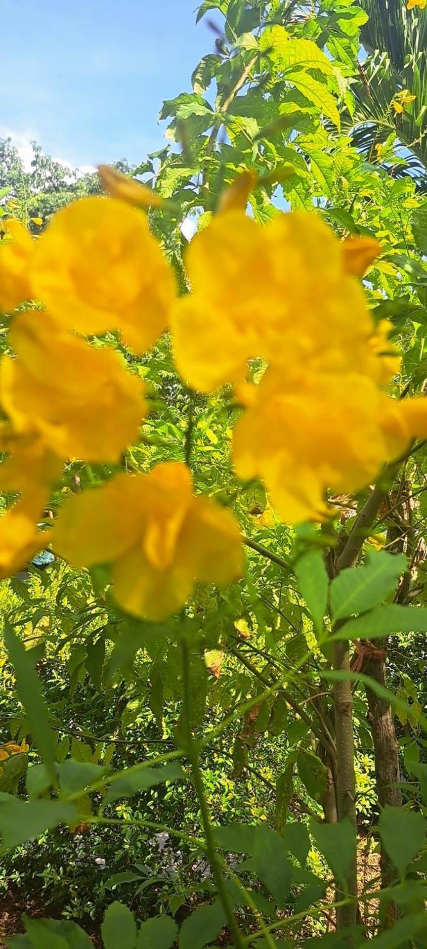 Siam Flora Resort เกาะลันตา ภายนอก รูปภาพ