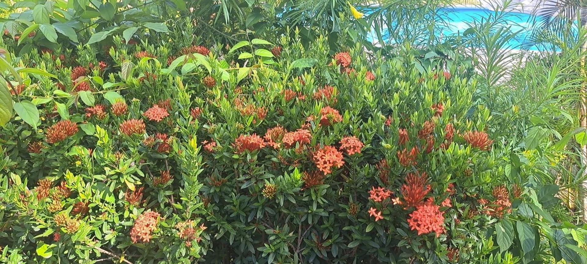 Siam Flora Resort เกาะลันตา ภายนอก รูปภาพ