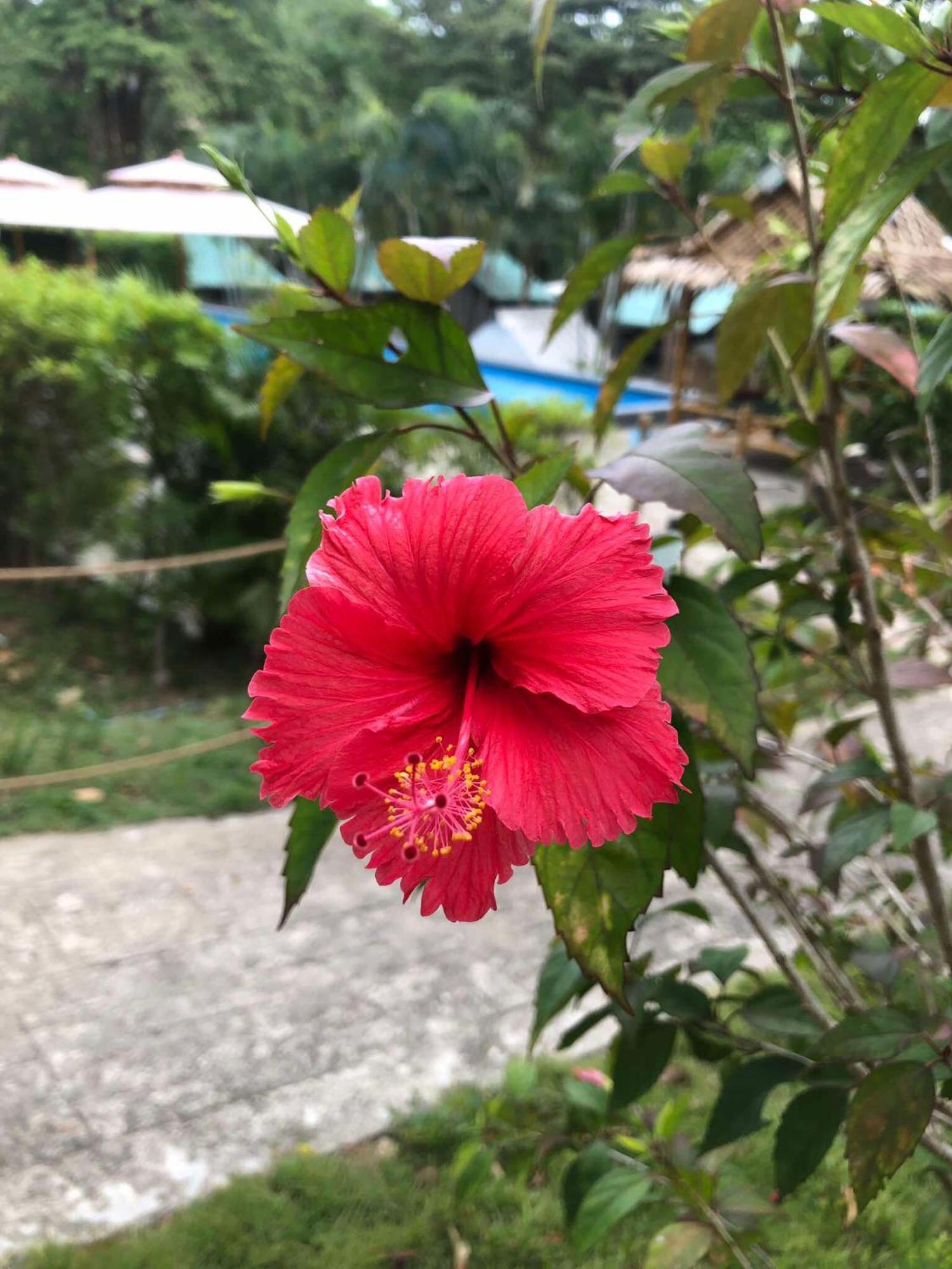 Siam Flora Resort เกาะลันตา ภายนอก รูปภาพ